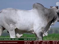 Lote 127