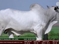 Lote 126