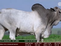 Lote 121
