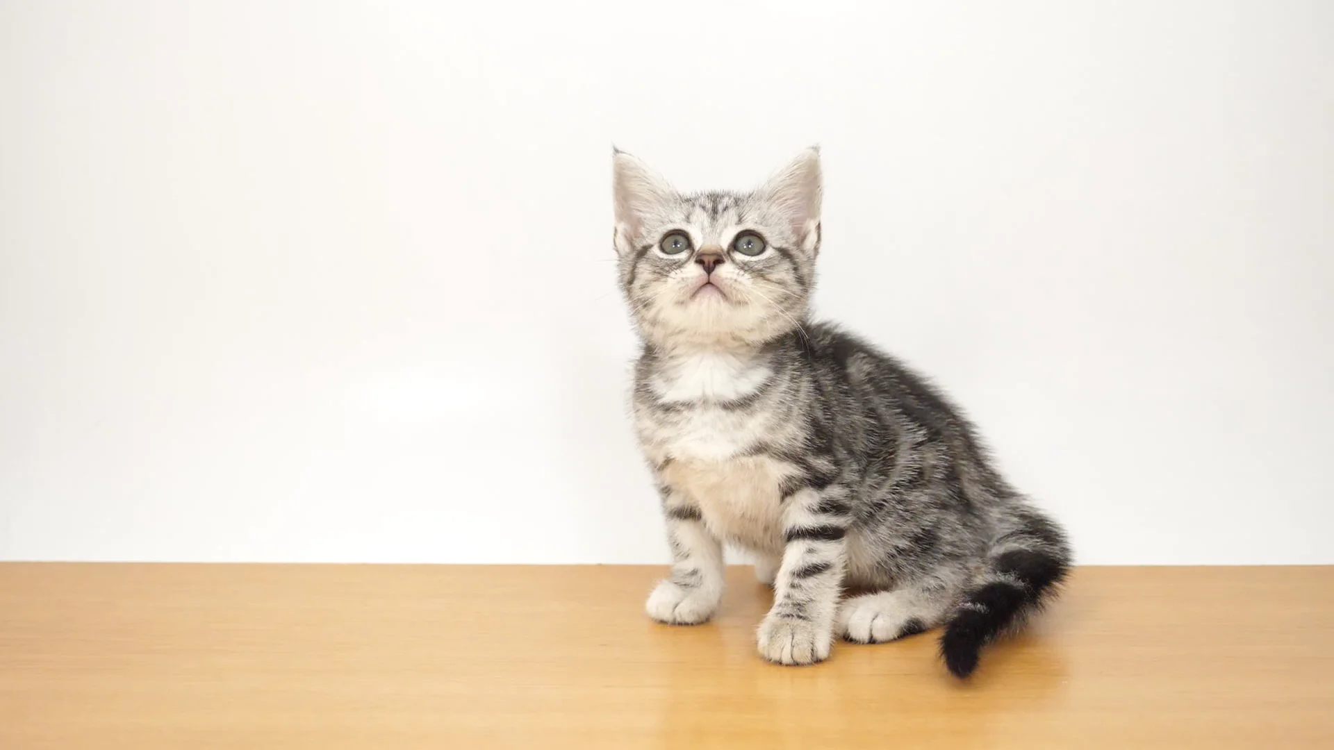 猫美(^-^)/ページ♡︎ アメリカン・ショートヘアー シルバータビー 女の子 アリオ葛西