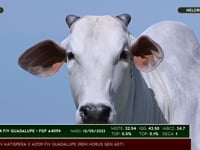 Lote 06