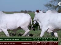 Lote 83