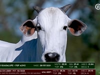 Lote 102