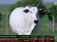 Lote 116