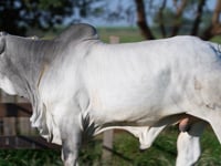 Lote 155