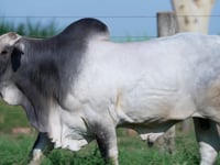 Lote 159