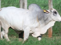 Lote 167