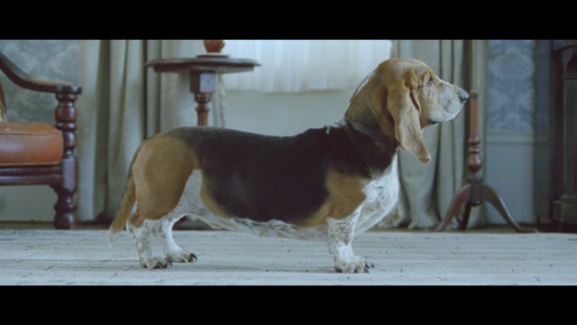 Dog / Si & Ad