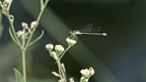 Related Embedded Video Item Thumbnail