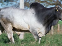 Lote 195