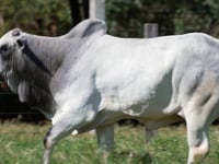 Lote 204
