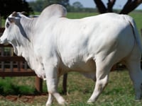 Lote 208