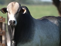 Lote 05