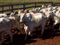 Lote 19