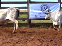 Lote 20