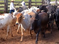 Lote 21