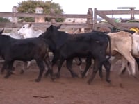 Lote 20C