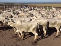 Lote 01A