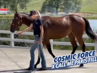 Cosmic Force x Call Me Paris 23 Filly Promo
