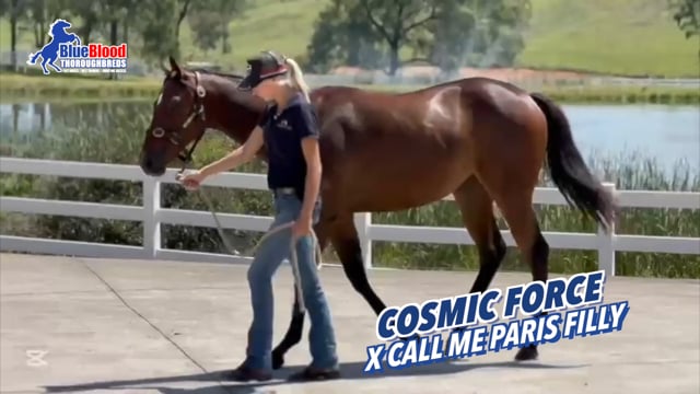 Cosmic Force x Call Me Paris 23 Filly Promo
