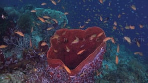 0217_Barrel sponge close up on coral reef