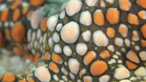 0425_Starfish orange and white super close up