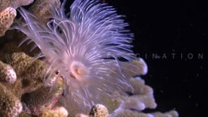 White Tube worm at night
