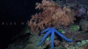 0654_Blue starfish and soft coral at night