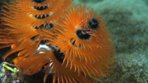0805_Orange Christmas tree worm super close up