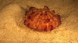 1437_Fire urchin walking over sand