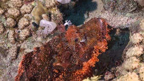 2295_Red Scorpionfish super close up