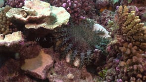 2556_Crown of Thorns close up on coral reef