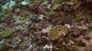 2557_Crown of Thorns on coral reef