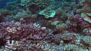 2558_Crown of Thorns feeding on coral reef