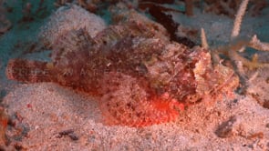 2567_Scorpionfish lying on sand close up