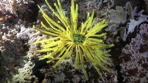 2571_Yellow Feather Star at night