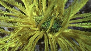 2572_Yellow Feather Star close up at night