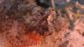 2566_Scorpionfish super close up on sand