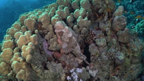 2296_Scorpionfish lying on coral reef