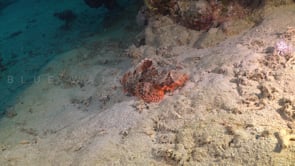 2317_Scorpionfish moving over sand