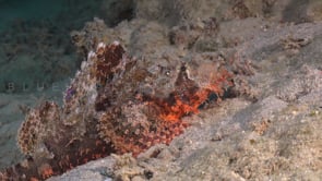 2318_Scorpionfish close up on sand