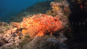 2021_Red mediterranean Scorpionfish on coral reef