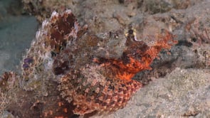 2319_Scorpionfish super close up on sand