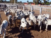 Lote 15P
