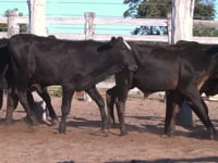 Lote 16P