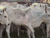 Lote 20P