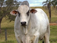 Lote 02