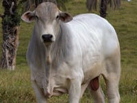 Lote 07