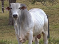 Lote 27