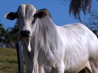 Lote 37